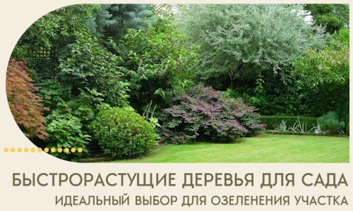 Быстрорастущие деревья для сада идеальный выбор в Воскресенске